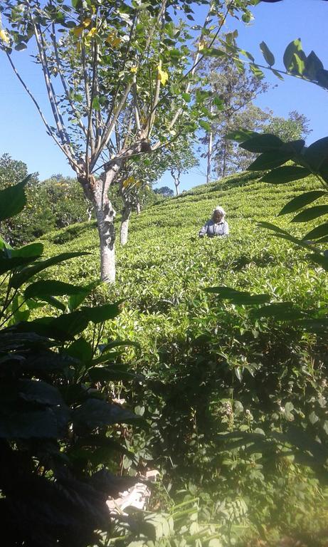 Tunnel Gap Homestay 엘라 외부 사진